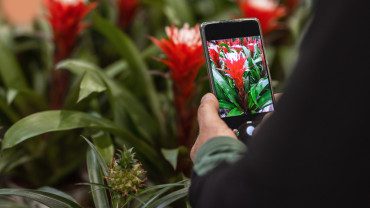 Scatta e scopri: le app per il riconoscimento delle piante