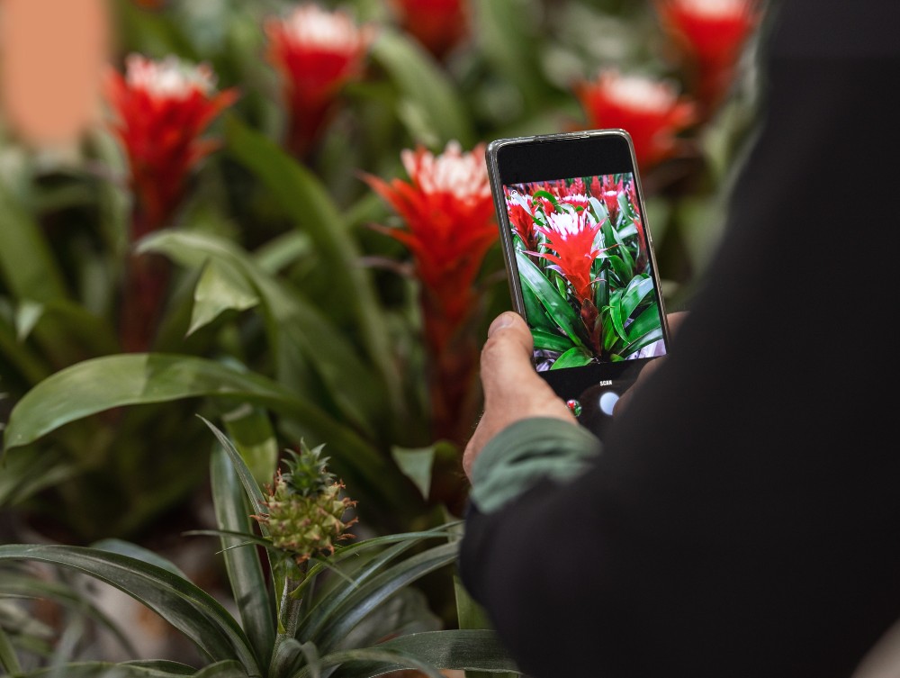 Scatta e scopri: le app per il riconoscimento delle piante